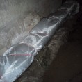 Утепление розлива отопления в подвале дома № 135 по ул. Октябрьской революции
