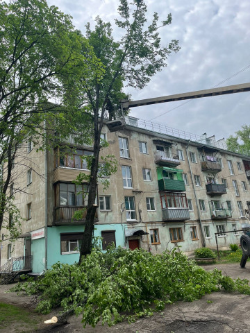 Спил дерева у дома № 69 по улице Октябрьской революции