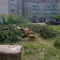 Спил аварийных деревьев по улице Островского рядом с домом № 13