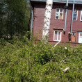 Спил дерева у дома № 140 по улице Октябрьской революции